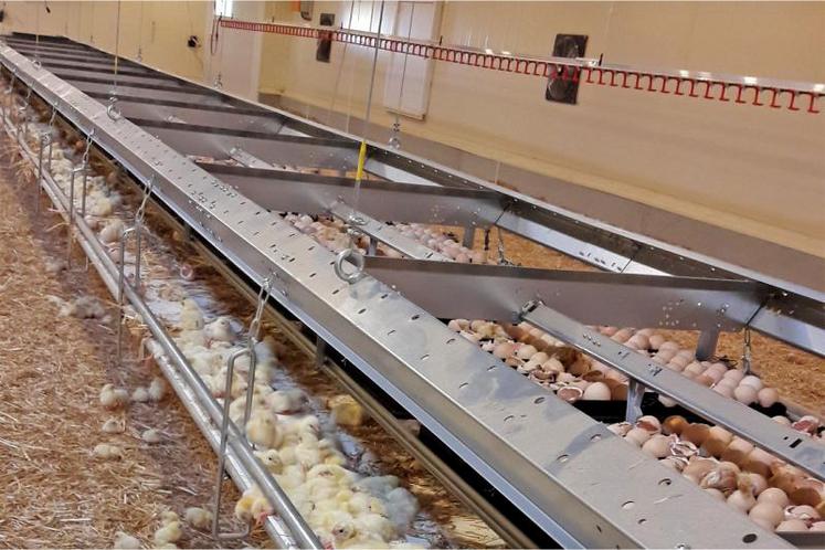 Au coeur de son bâtiment, Jérôme Gloriau a opté pour l’installation de deux modules, longs de 88 m. La mise en place semble être simple : l’éleveur a mis des cornières afin de pouvoir supporter le poids du matériel. Lors de chaque lot, il utilise 225 plaques composées chacunes de 150 oeufs.