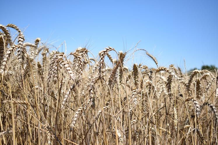 Épis de blé dur au moment de sa moisson, photographiés le 5 juillet 2021 à Montaut (09).
