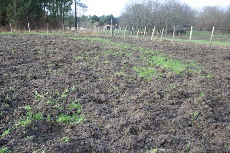 Des champs très régulièrement labourés par des sangliers et des agriculteurs très en colère.