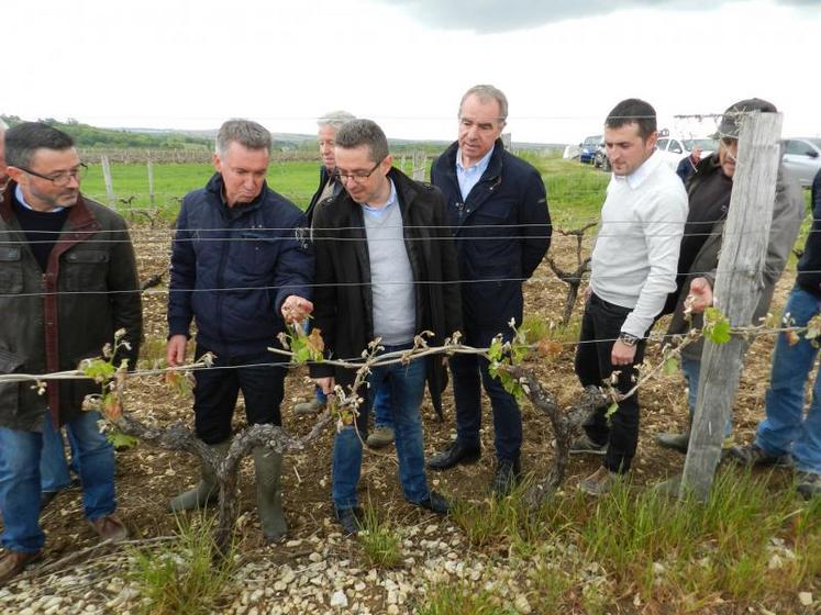 Patrick Soury, Bruno Marin, Jérome Despey, Daniel Sauvaitre et Julien Massé ont constaté les dégâts dans les vignes.