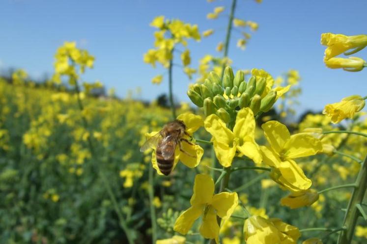 Les abeilles butinent dans un rayon de 3 kms autour de la ruche. Même si on ne les voit pas, il y en a forcément dans les parcelles.