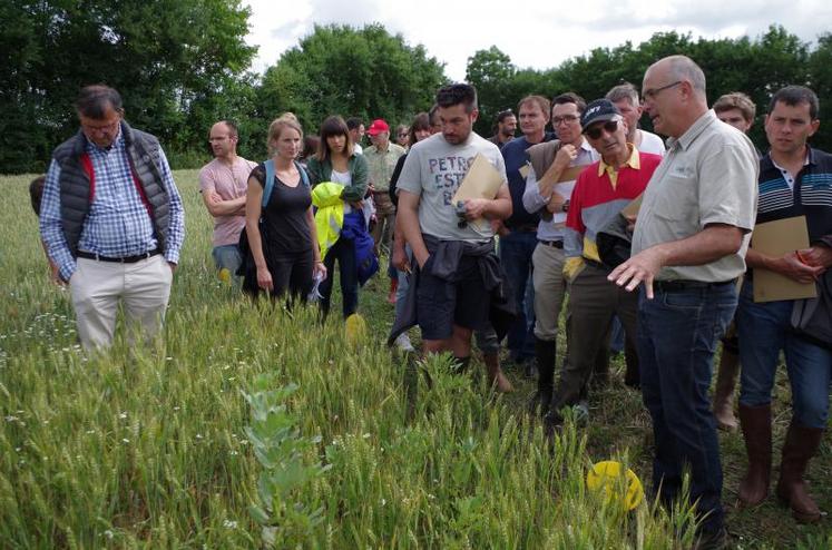 Devant les essais d’associations du blé avec de la féverole
ou du pois, et de différents fertilisants, sur les parcelles de Dany Blondio, à Availles-sur-Chizé. Des essais menés par la Cavac.