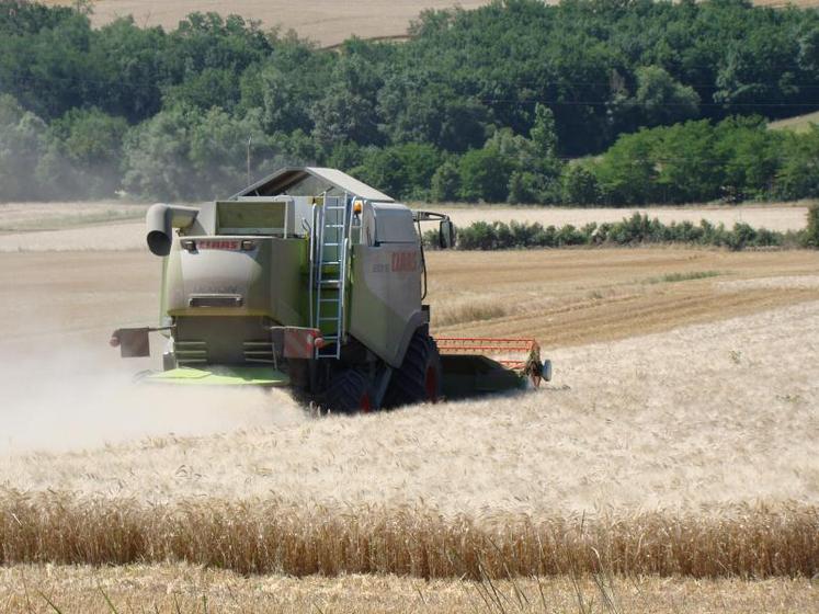 En Charente-Maritime, les surfaces de blé dur étaient en hausse de 5 % sur la campagne 2019-2020.