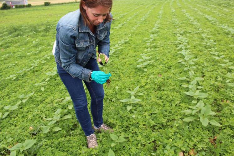 Repérage des jeunes plants d’ambroisie, sur une parcelle de tournesol, à Sauzé-Vaussais, début juin, avec l’observatoire des ambroisies. Une quinzaine de techniciens agricoles ont assisté à la réunion organisée par la Fredon Poitou-Charentes, dans le cadre du plan régional santé environnement (PRSE).