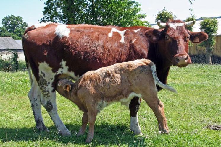 Tout cumulé, l’organisation de la reproduction du troupeau allaitant impacte de façon importante les temps passés à son suivi avec des écarts allant de 6 h à 10 h par vache.
