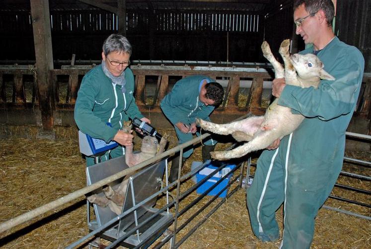 Sur l’année, huit  heures de travail sont nécessaires pour peser l’ensemble des agneaux produits sur l’exploitation.