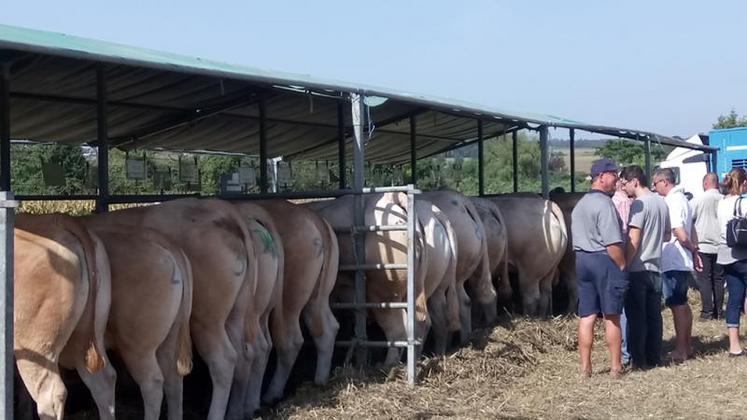 De beaux animaux, bien préparés...