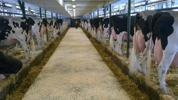 A la ferme Legaudière, les 55 prim'holsteins sont à l'abri du froid dans les étables entravées.