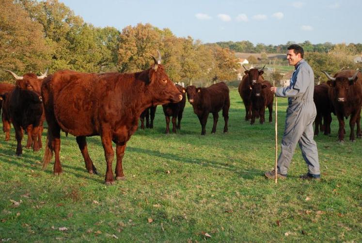 Le cheptel deux-sévrien comptait en 2010 1368 vaches de race salers. Hervé Puyjalon estime que c’est une race d’avenir.
