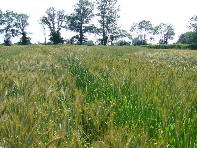 Mélanges céréaliers ou sorgho constituent de bonnes alternatives en tant que fourrages d’été.