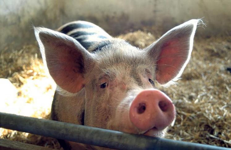 Sur le périmètre Sèvres-Vienne, une enveloppe de 400 000 euros a été affectée dont une partie sera versée à la filière porcine.