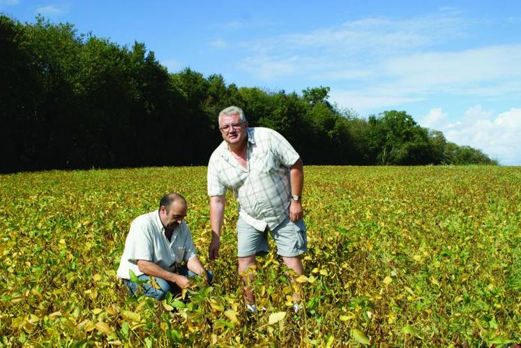 De gauche à droite : Antoine Pérucaud, Responsable Région de Charentes Alliance et Philippe Mondion, céréalier et éleveur à Saint-Gervais, dans la parcelle de soja.