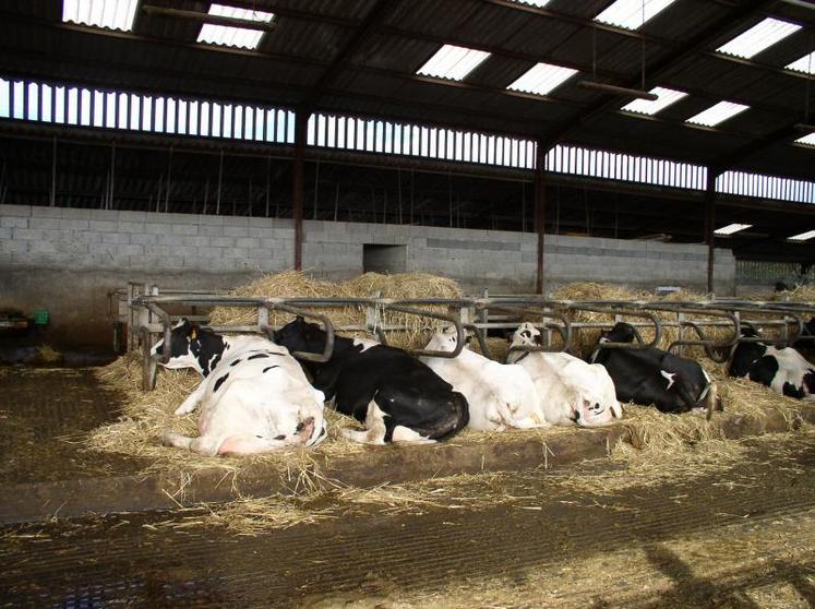 La coopération laitière représente aujourd’hui 55 % du lait 
produit et collecté.