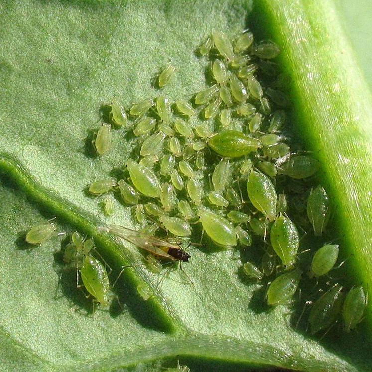 Le puceron vert du pêcher, vecteur du virus TuYV.