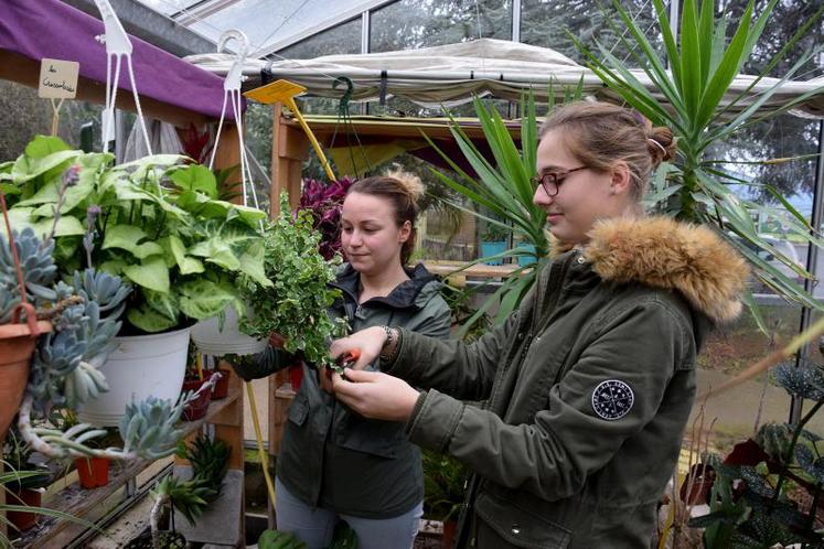 Anne-Sophie et Honorine, en février, taillent et prélèvent 
des boutures dans la serre à cactées (plantes grasses), la seule serre chauffée au lycée horticole Gaston Chaissac de Niort.