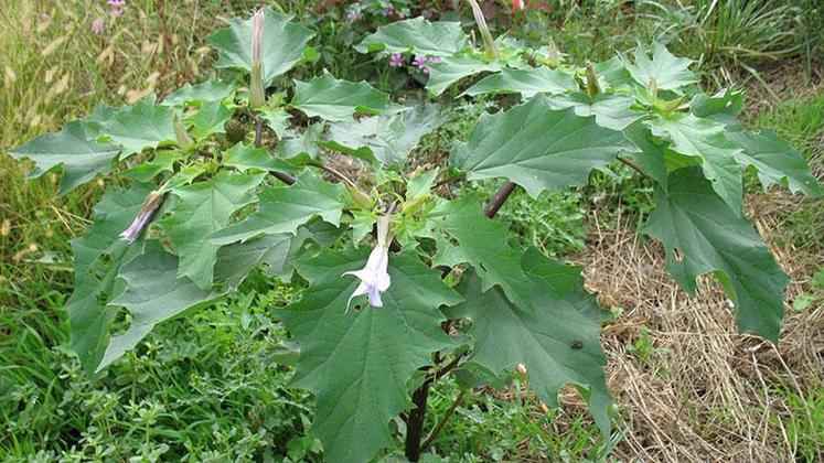 Un pied de datura pour 25 m2 peut suffire à provoquer une intoxication mortelle chez les bovins via le maïs ensilage.