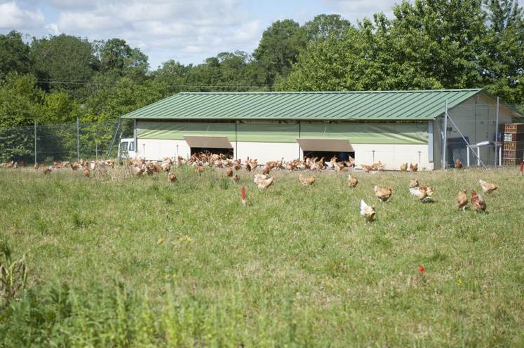 Les poulets «casaniers» (ici sur un parcours prairie) qui restent à proximité de leur abri, représentent 60 % des volatiles.