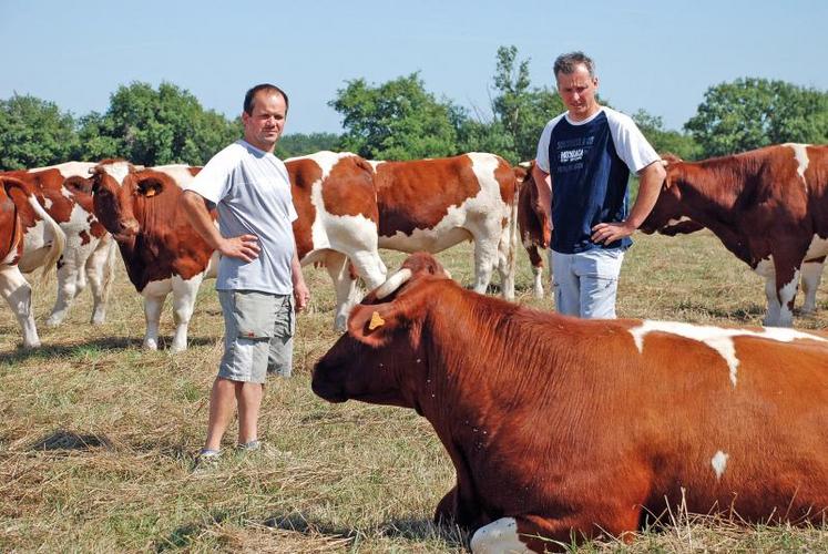 Laurent Hay, éleveur à Saint-Aubin-de-Baubigné et Christophe Godet, président du syndicat départemental de la race rouge des prés.