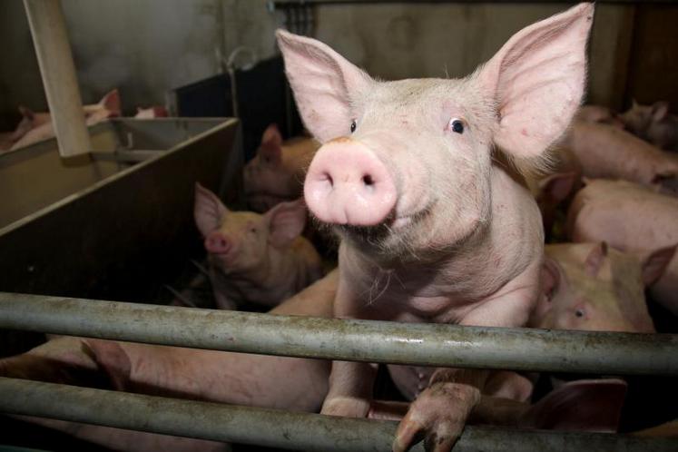 D’après le MPB sur les quatre premiers mois de 2019, le prix de base français du kilo de porc est bien inférieur aux niveaux observés en Allemagne (+23 ct) et aux Pays-Bas (+25 ct).