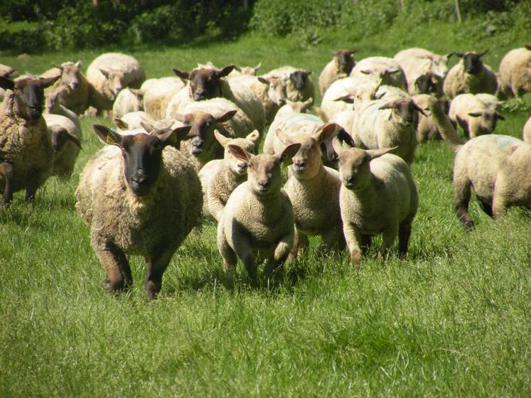 Dans la Vienne, la filière ovine est particulièrement dynamique.