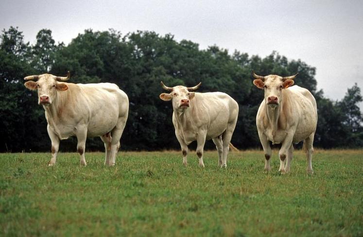 La version 2012 de la charte des bonnes pratiques d’élevage met l’accent sur la sécurisation des filières bovines et la préservation de l’environnement.