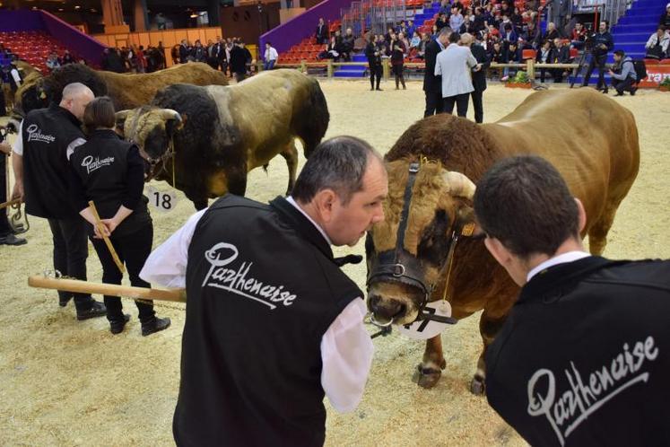 Alors que les concours s’enchaînent, ici celui de la race parthenaise, les agriculteurs aimeraient que leurs difficultés, les portes du salon de l’agriculture fermées, continuent de mobiliser.