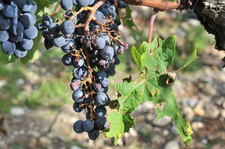 La grêle a touché 300 à 400 ha dans le vignoble cognaçais.