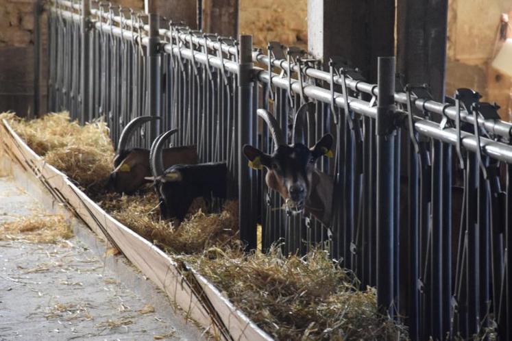 « Si le prix du lait ne suit pas,
 il faudrait au moins arriver 
à valoriser tous les coproduits 
de l'élevage », estime Sophie Espinosa, directrice de la Fédération nationale des éleveurs de chèvres.