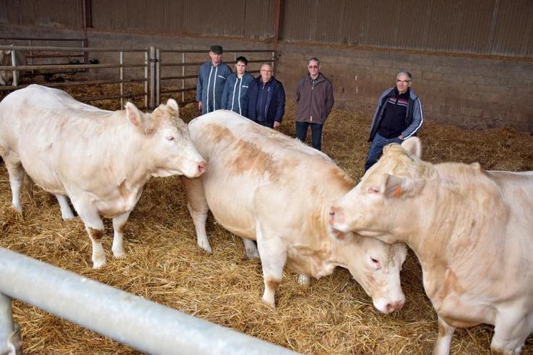 Laurent Allard et son fils Damien exposeront trois génisses. Parmi les 498 animaux exposés, 65 seront des Charolaises. Le Bovin d’or, récompense suprême du rassemblement commercial, sera remis à l’un des animaux de cette race mise à l’honneur cette année.