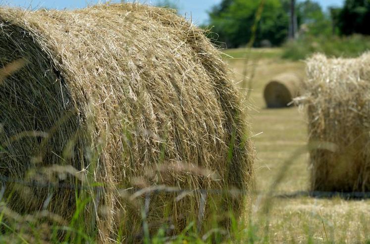 Faire le bilan des fourrages produits et le comparer aux besoins du troupeau est un préalable nécessaire pour déterminer les leviers d’action à mettre en place.