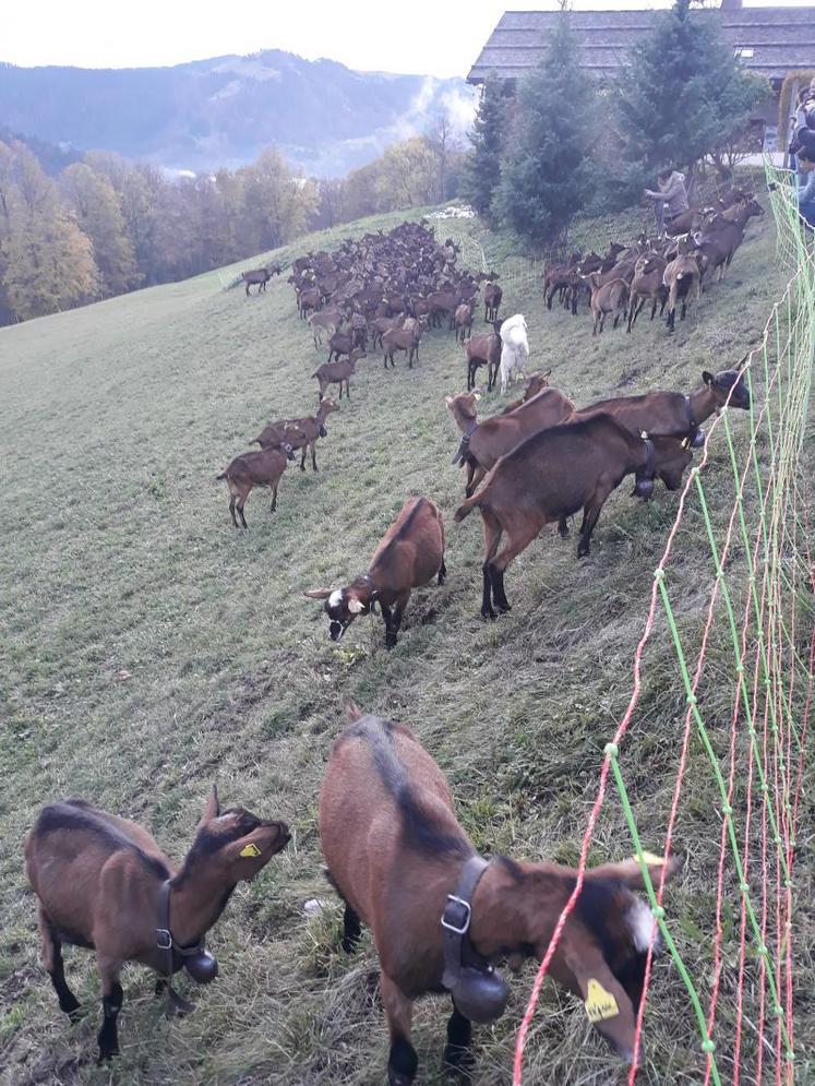 Les chevrettes pâturent avec les chèvres, boucs… …mais aussi avec le Patou pour les protéger de possibles attaques de loup (rappel pour les promeneurs : ne jamais approcher un Patou, sous peine de se faire attaquer).