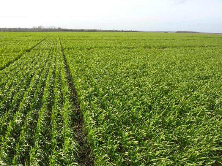 Selon les recommandations d’Arvalis, les exploitants cultivant du blé dur doivent les protéger principalement des fusarioses et du michrodochium nivale.
