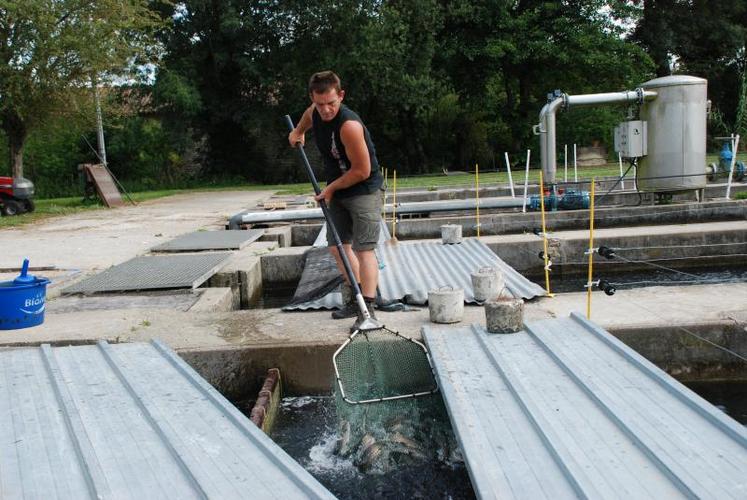 Les truites sont régulièrement changées de bassin en fonction de leur taille.