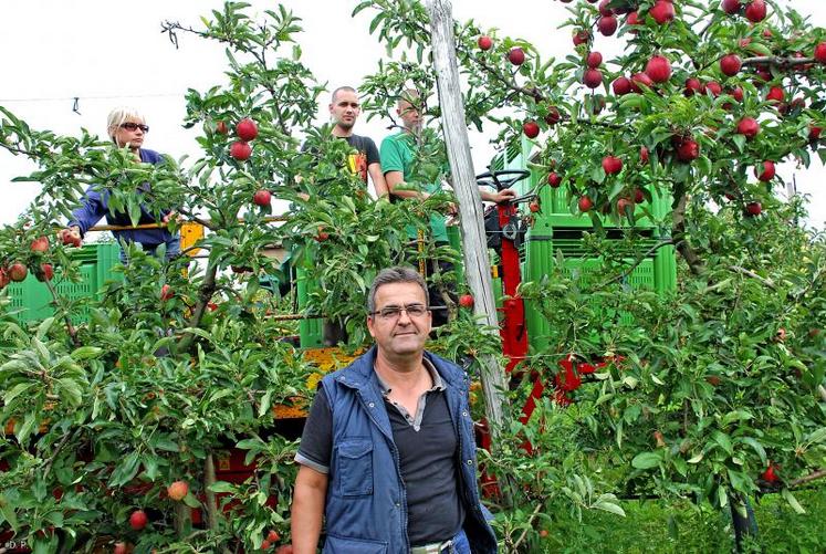 « On évite de cueillir les pommes sous la pluie car elle altère les cellules du fruit », précise Jacques Pérochon (au premier plan).