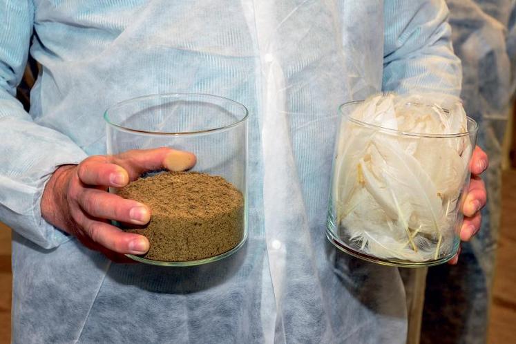 Pour une tonne de plumes, on obtient environ 33 % de protéines animales transformées.