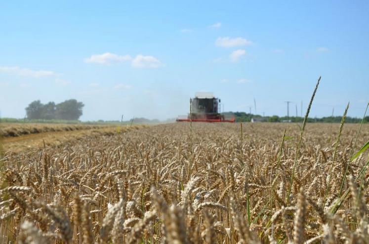 Selon François Chauveau, la récolte de blé est « loin d’être exceptionnelle» :  70q/ha quand le potentiel est de 80 voire 85 q/ha.