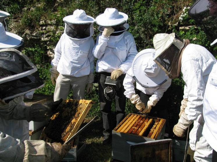 Une ruche compte entre 30 000 et 50 000 abeilles. Dès que les conditions météo le permettent, elles se mettent en quête de pollen et de nectar pour produire de la gelée royale ou du miel.