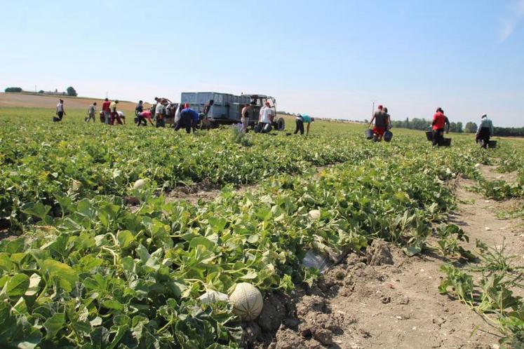 Après avoir été longtemps les pieds dans l’eau, les melons de Val de Sérigny présentent de beaux calibres, un bel aspect, et ont un taux de sucre très convenable.