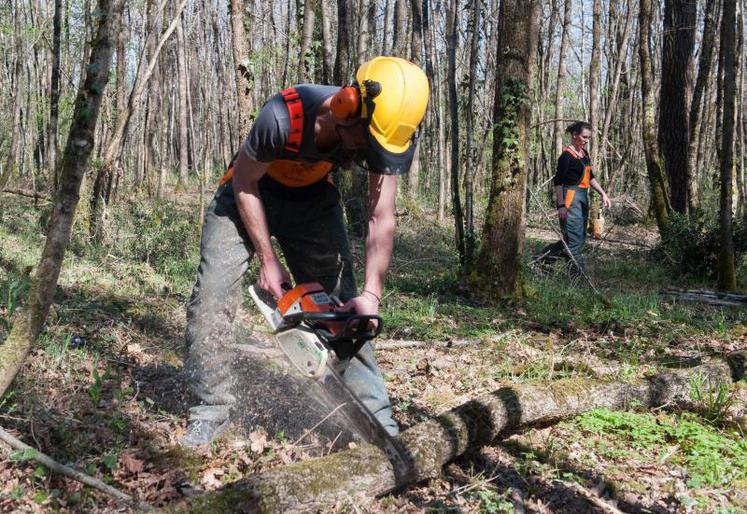 Cette mesure permet de valoriser des forêts jusqu’alors délaissées.