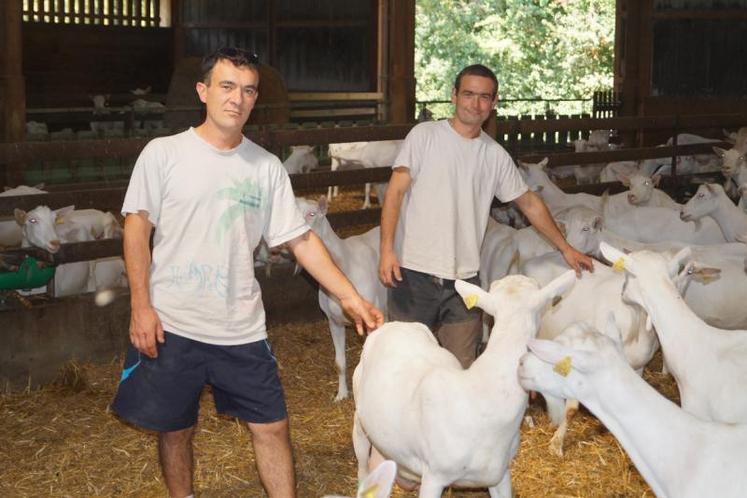 Cédric André, derrière Grégory Flaud, son associé. Il a intégré le GAEC caprin de Juillé en juin 2014, en parrainage.