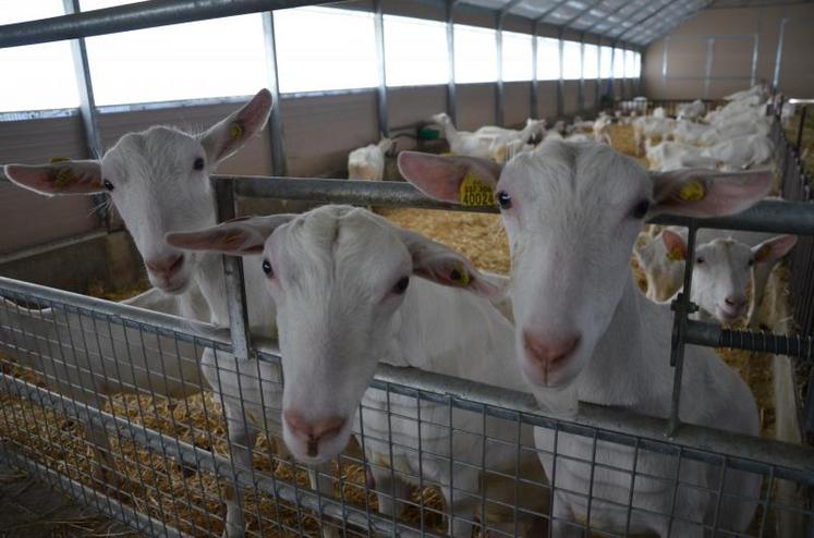 Dans les chèvreries, le climat économique s’est détendu. Selon certains opérateurs, « les perspectives sont bonnes » mais il faut garder « une approche cohérente face au marché », au risque de revivre l’épisode douloureux de 2009.