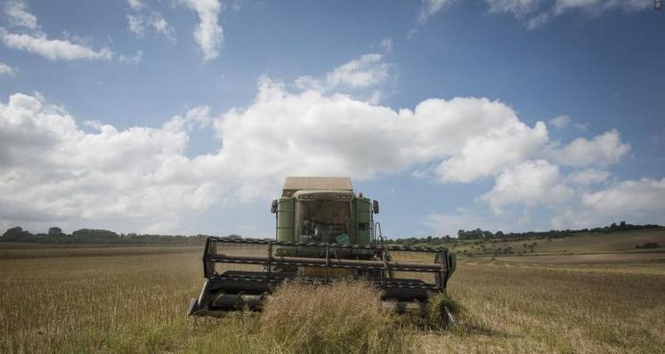 Le colza, en perte de vitesse ces dernières années en Charente-Maritime, était cette année la « bonne surprise » de la récolte.