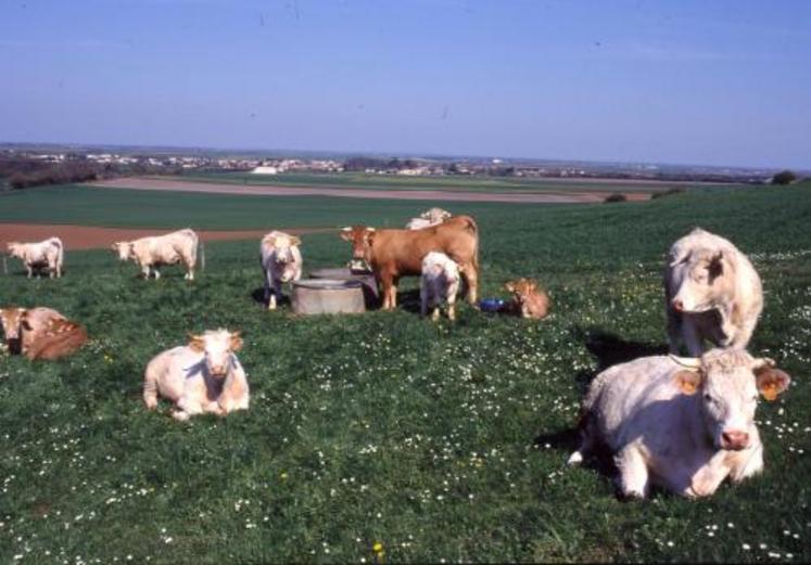 20 millions de bovins et 11 millions de petits ruminants devraient être vaccinés.