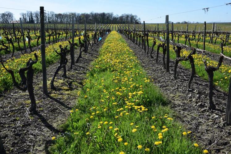 Le Conservatoire du vignoble charentais a tenu son assemblée générale le 10 juillet.