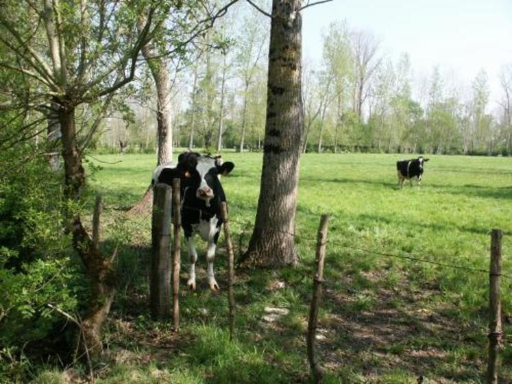 Le marais poitevin devra encore attendre pour décrocher son label... Une requête a été formulée devant le Conseil d'État.