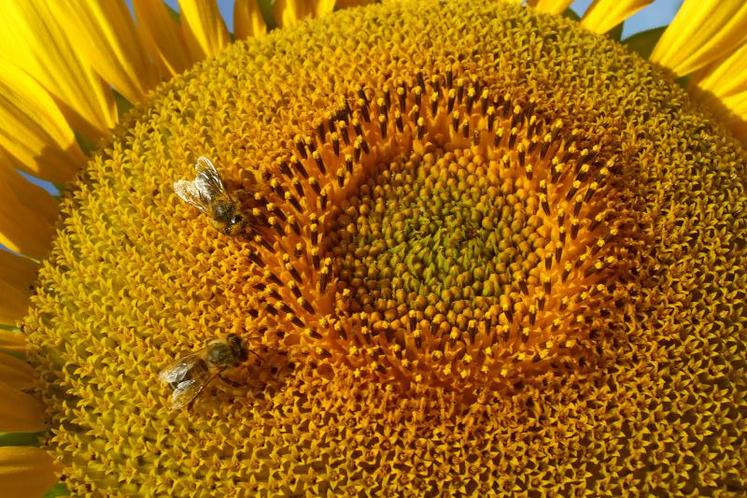 Pour produire du miel et constituer des réserves pour l’hiver, les abeilles ont besoin de nectar.