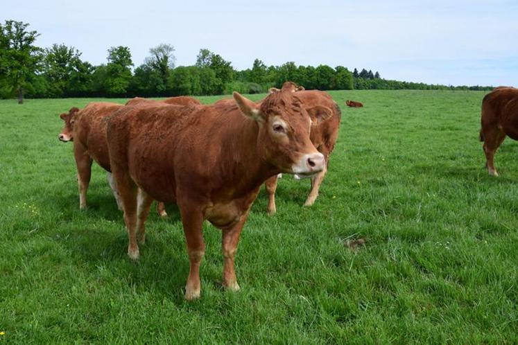 Sur les 10 cas de tuberculose bovine détectés en Charente en 2017, huit concernent des troupeaux allaitants et deux des élevages laitiers.