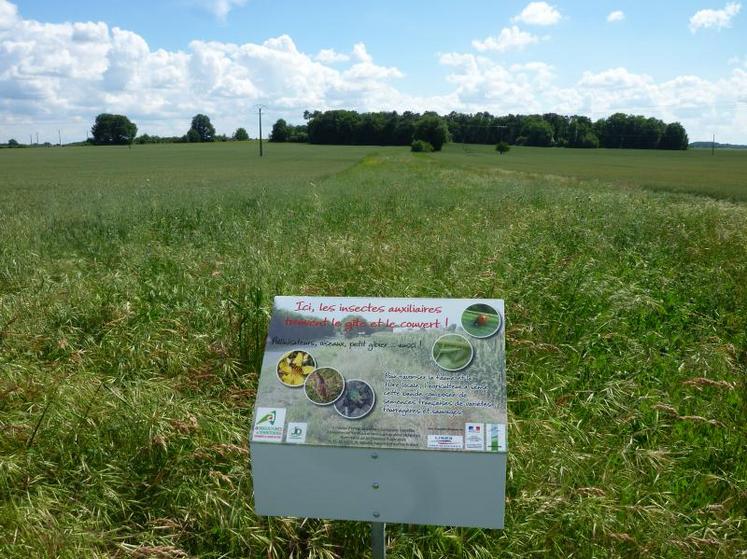 Jean-Michel Meunier a implanté des bandes enherbées de 12 m de large sur 3 parcelles de blé. L’objectif
est de favoriser la biodiversité floristique et faunistique.