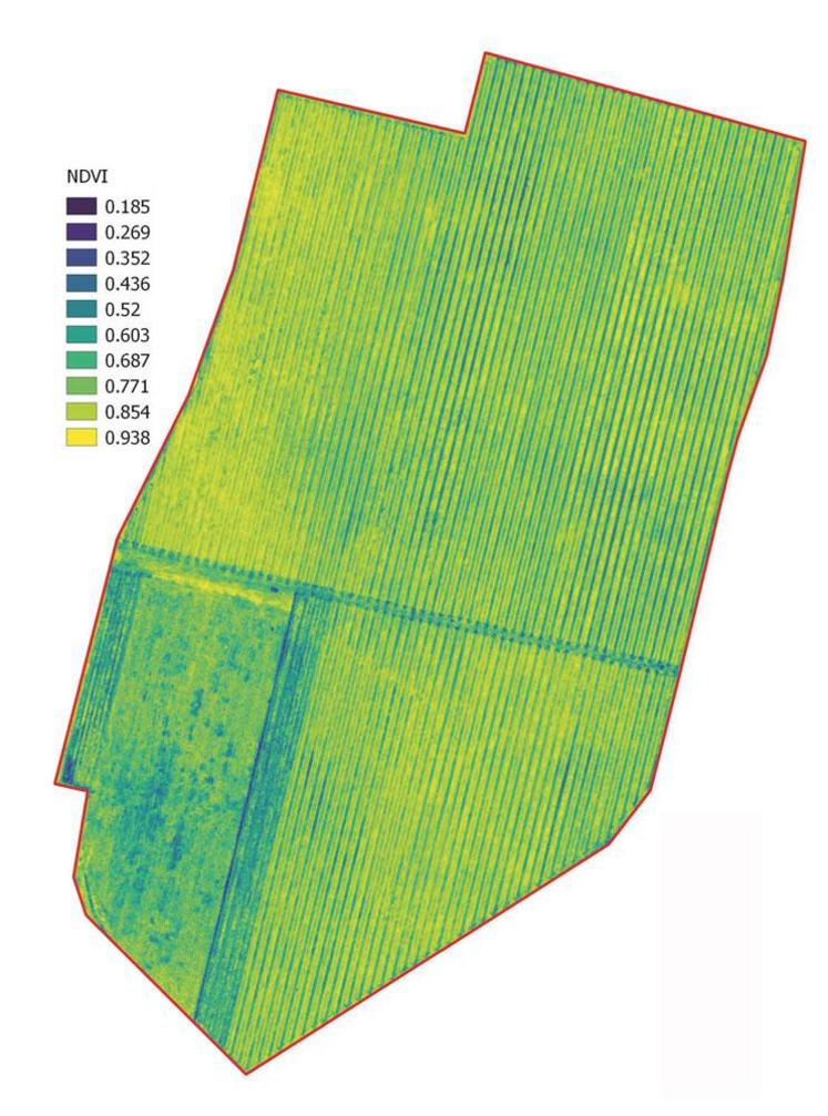 Etude de la variabilité intra-parcellaire de la vigne : indice NDVI au 28/06/2016