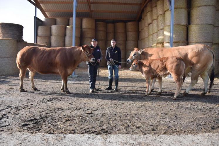 Thierry et Édouard Goudeau présentent un animal de boucherie ainsi que Figue et son veau pour le concours génétique.